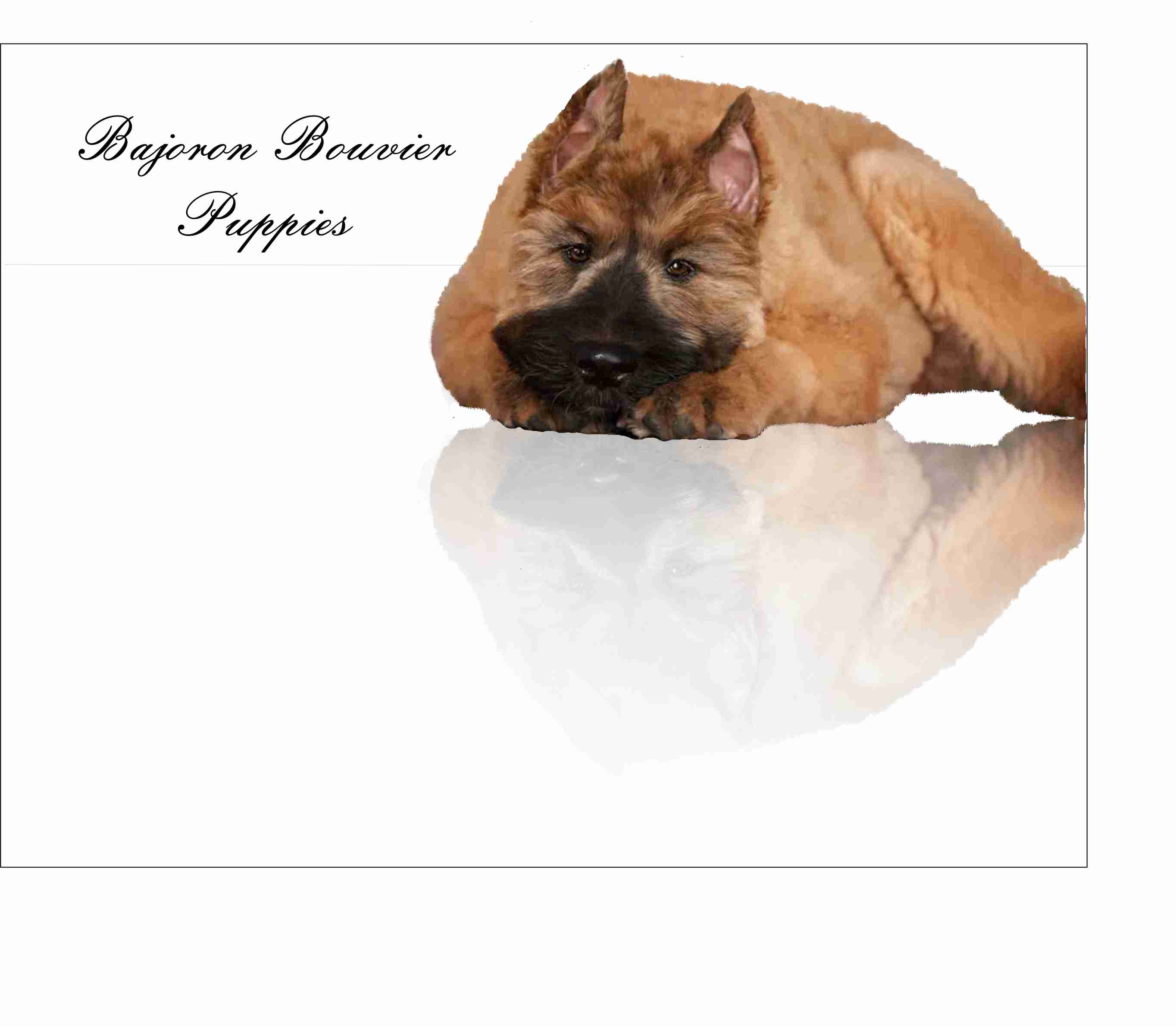 Ready to be part of your Life, A Bajoron Bouvier Puppy